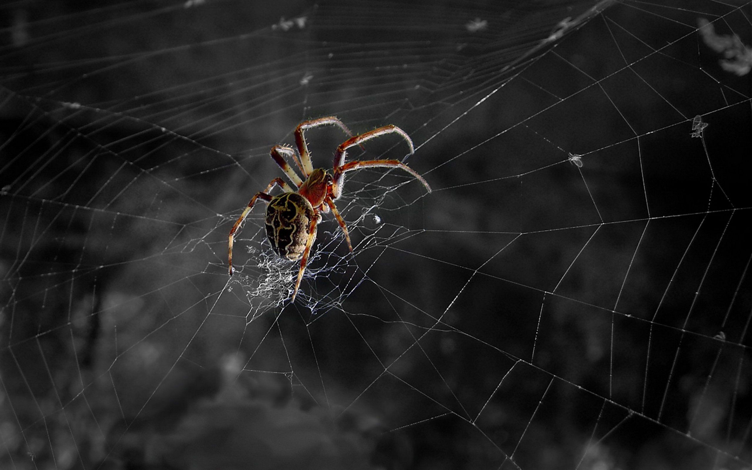 Spider Full HD Wallpaper And Background Image