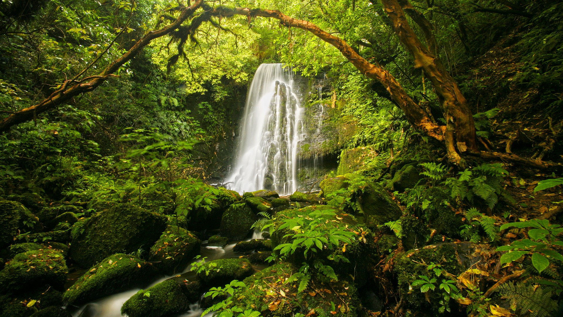 Forest New Wallpaper Zealand Waterfalls