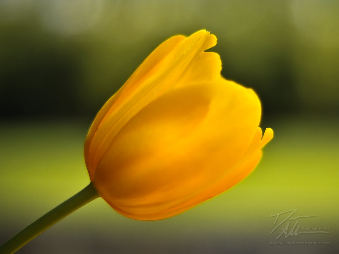 Lovely Yellow Tulip Wallpaper Colors