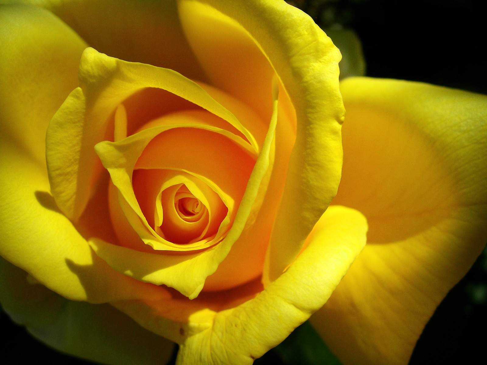 Black And White Wallpaper Yellow Rose Close Up Photo