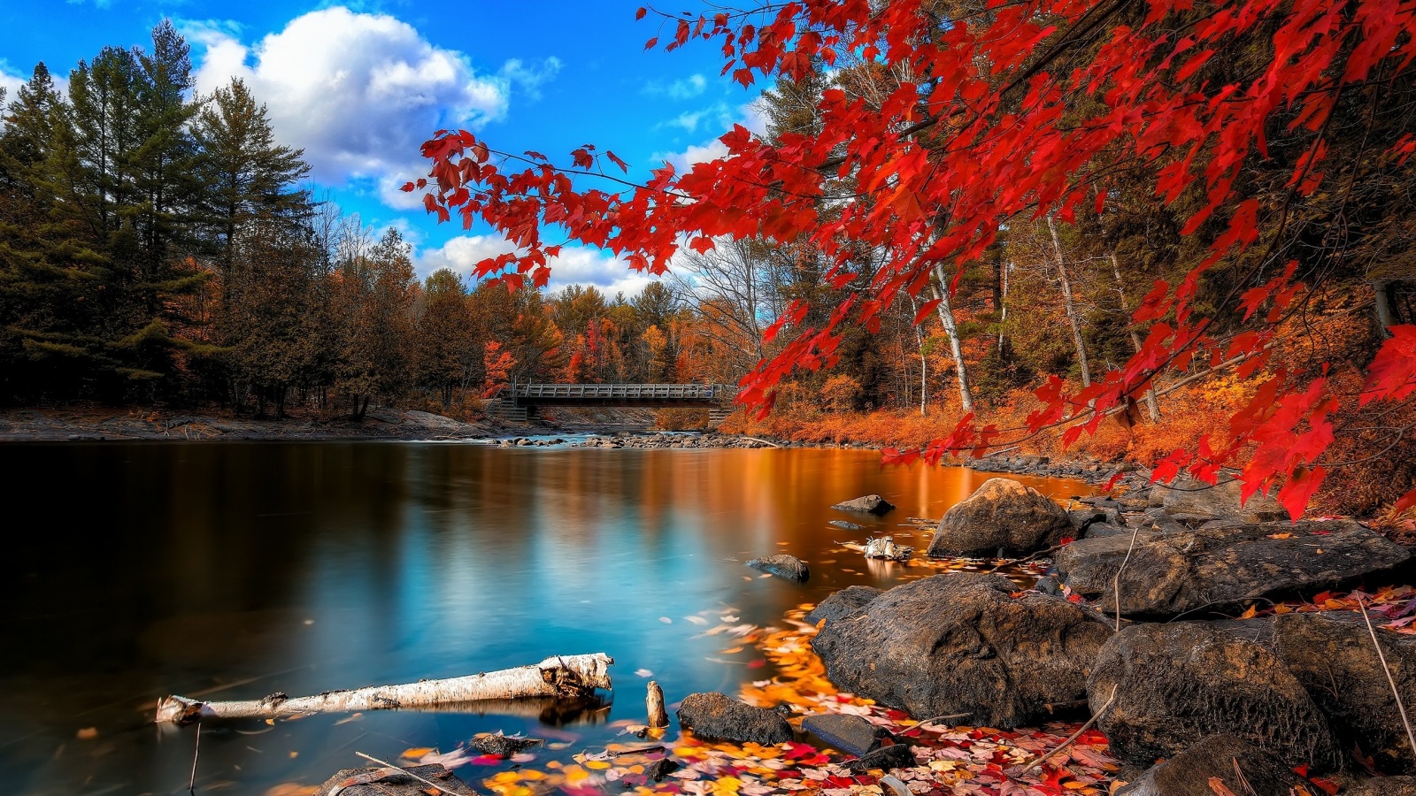 Red Autumn Leaves Water Wallpaper