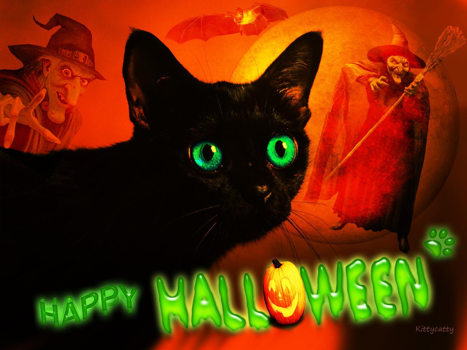 Happy Halloween Cat HD Desktop Wallpaper Widescreen High