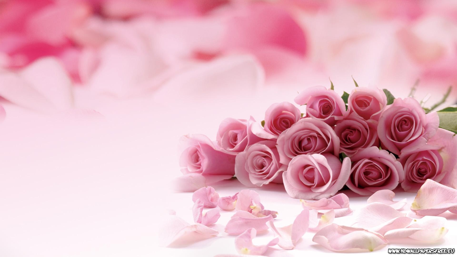 Pink Roses HD Wallpaper In Resolution