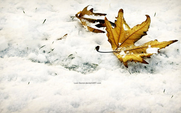 🔥 [41+] Fall Winter Wallpaper Background | WallpaperSafari
