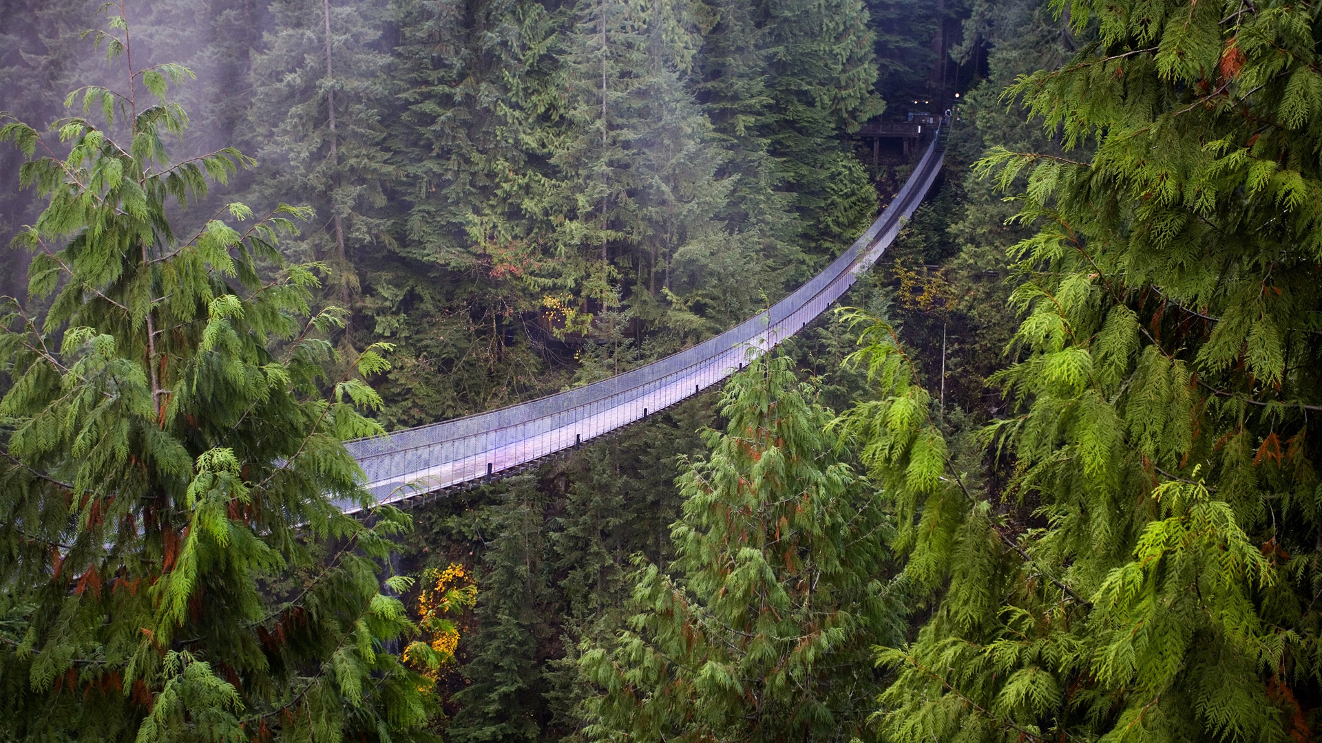 Wallpaper suspension bridge vancouver british columbia forest