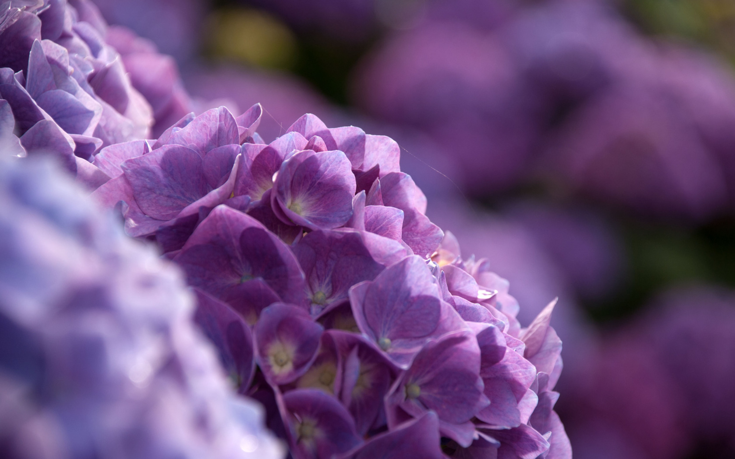 Stunning Hydrangea HD Wallpaper