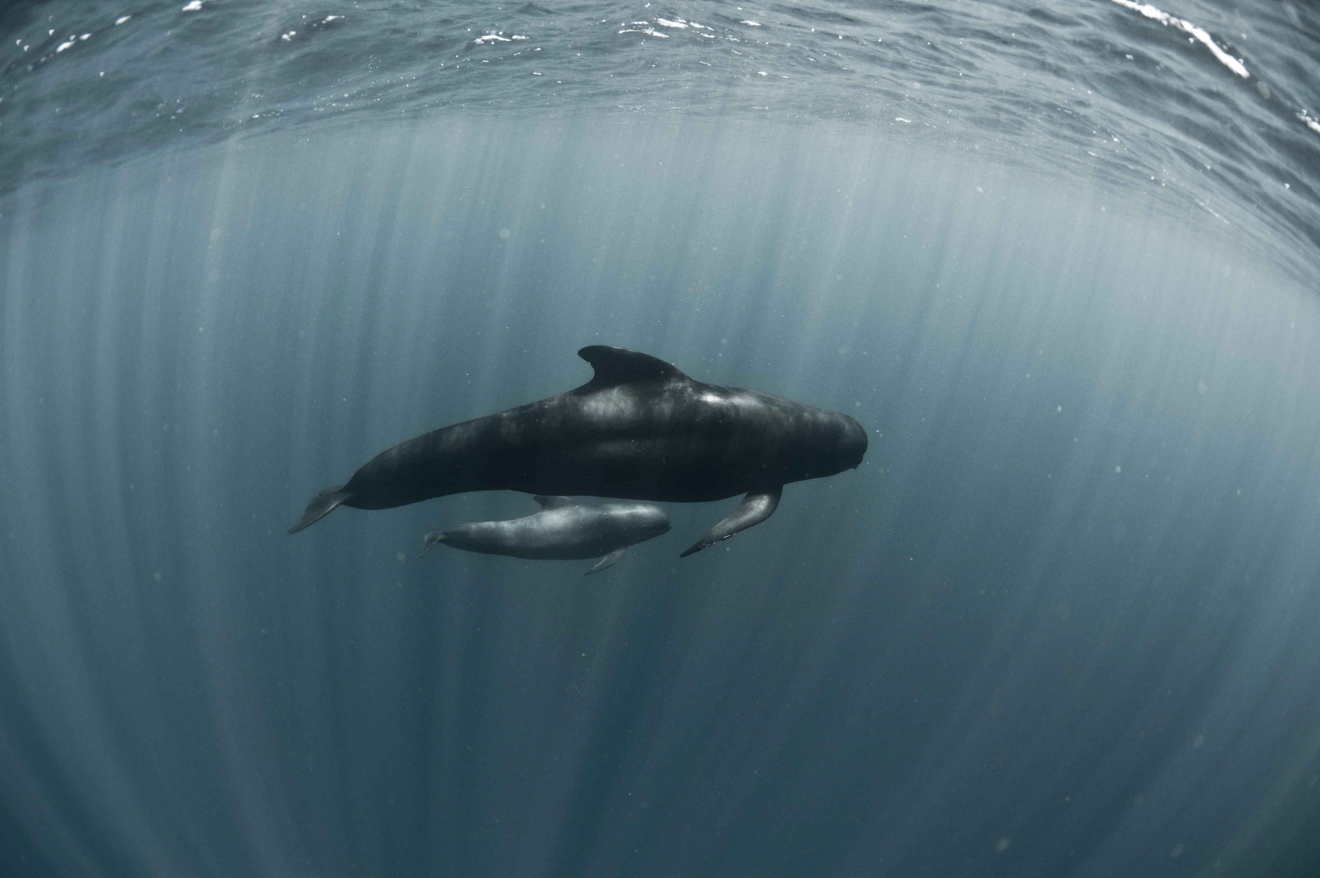 Pilot Whales Wallpaper