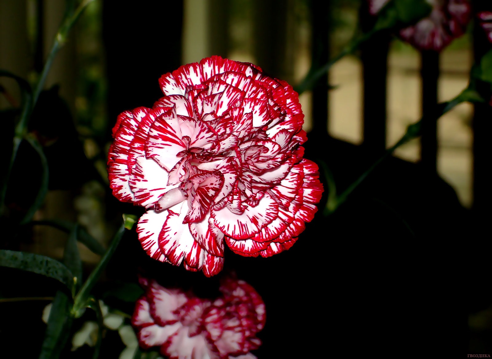 Wallpaper Online Flowers Carnations Kj888kd Px