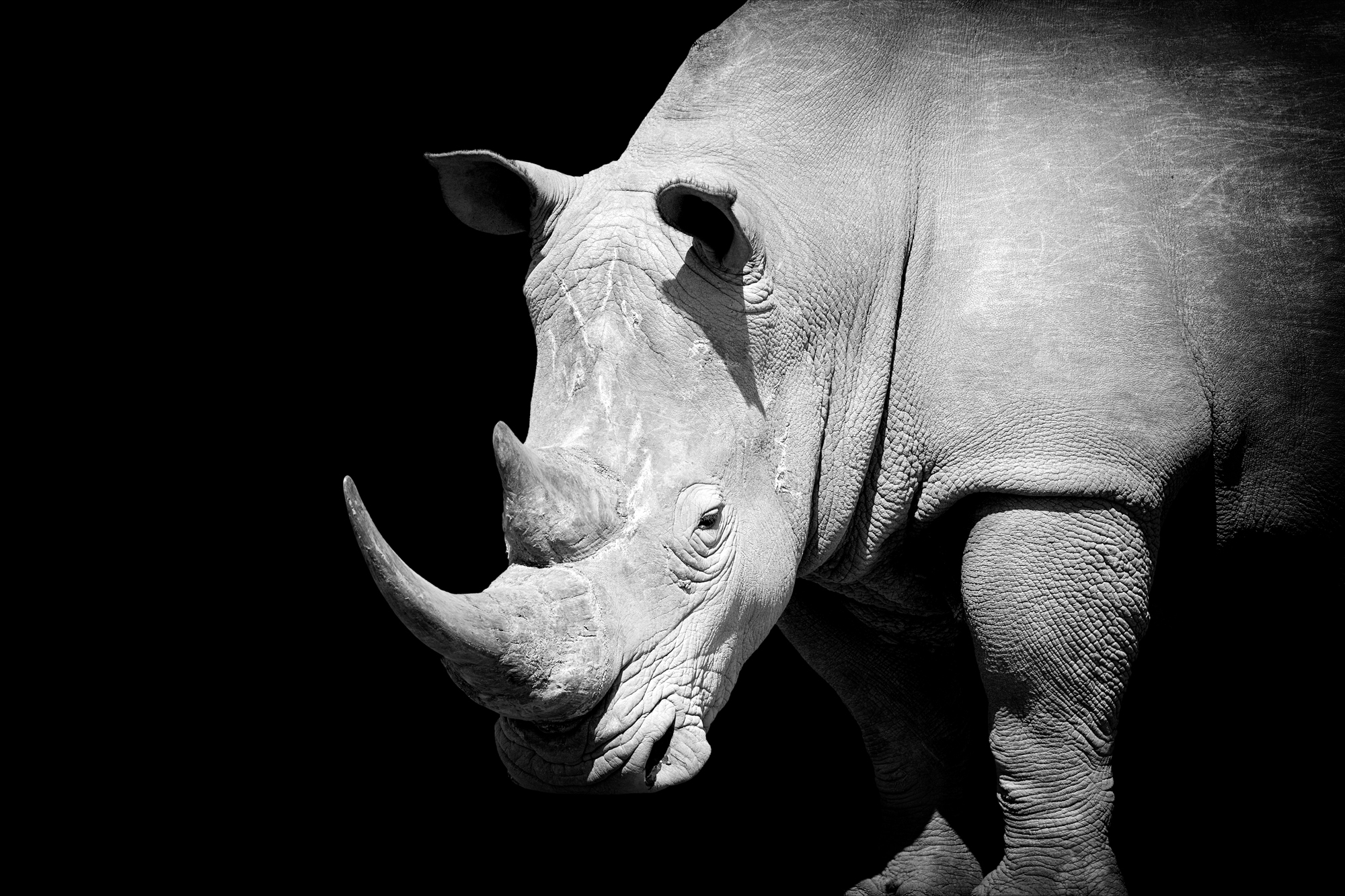 Rhino On Dark Background Digital Printing