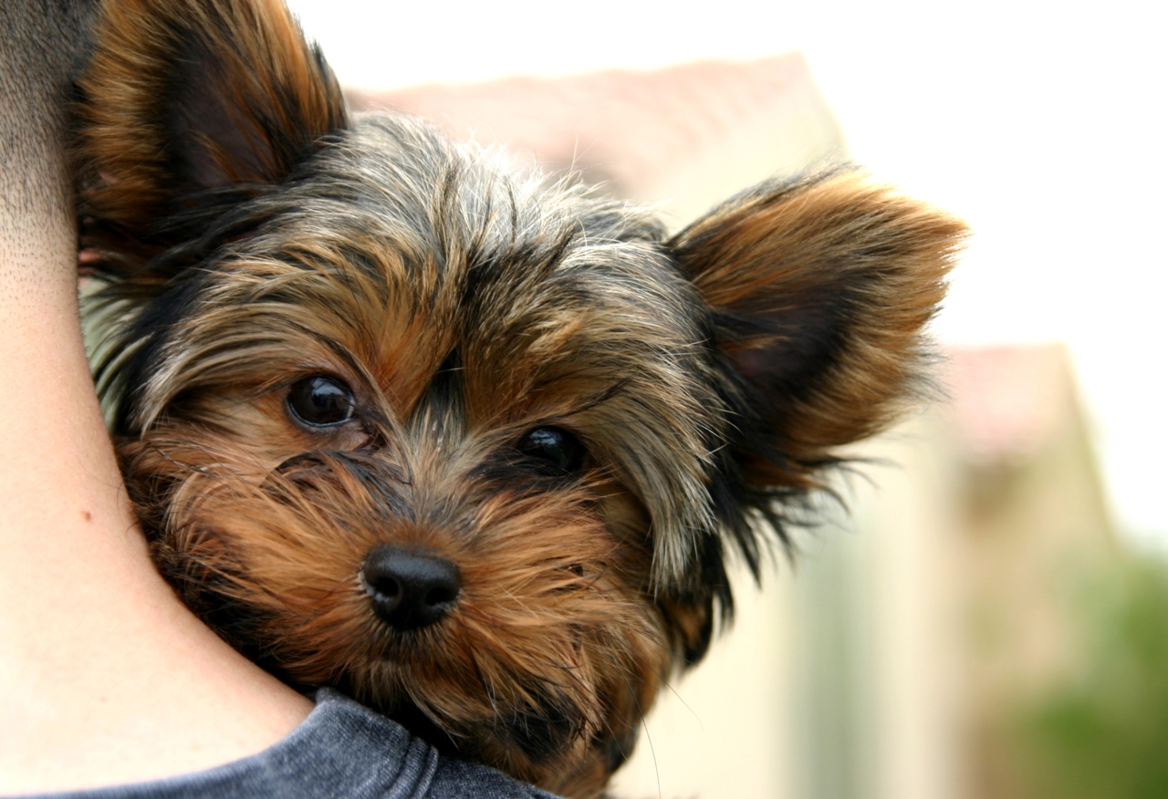 Wallpaper HD Yorkie Puppies Dogs