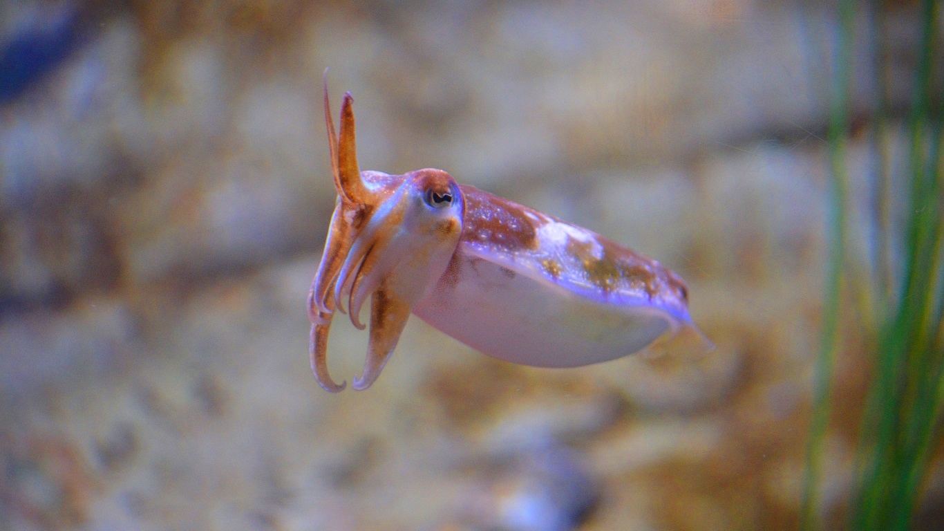 Animal Cuttlefish Wallpaper