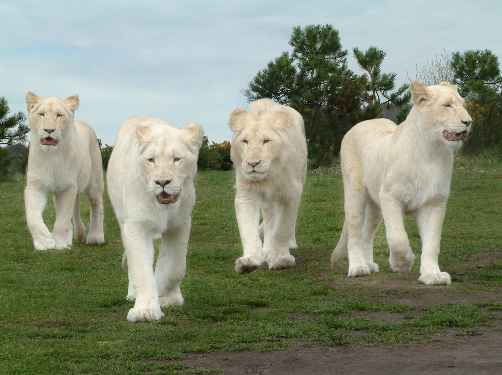 25 Beautiful White Lion Wallpaper Free