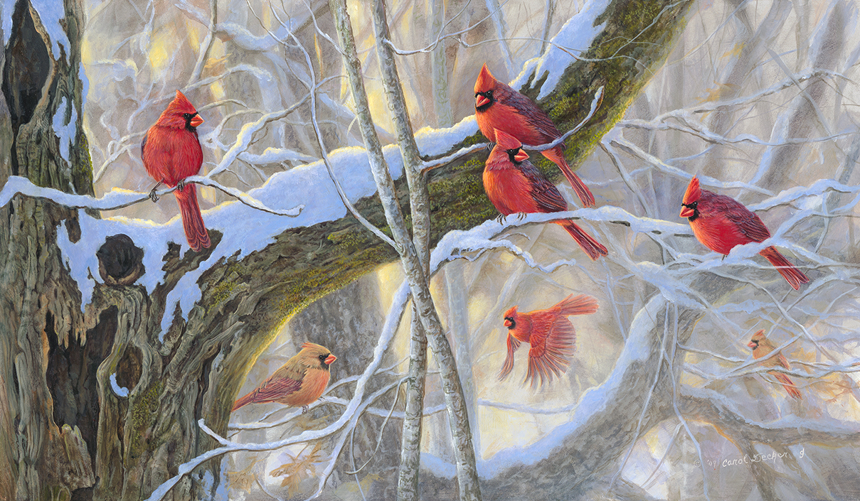 Cardinals Birds Winter Reds Wallpaper HD