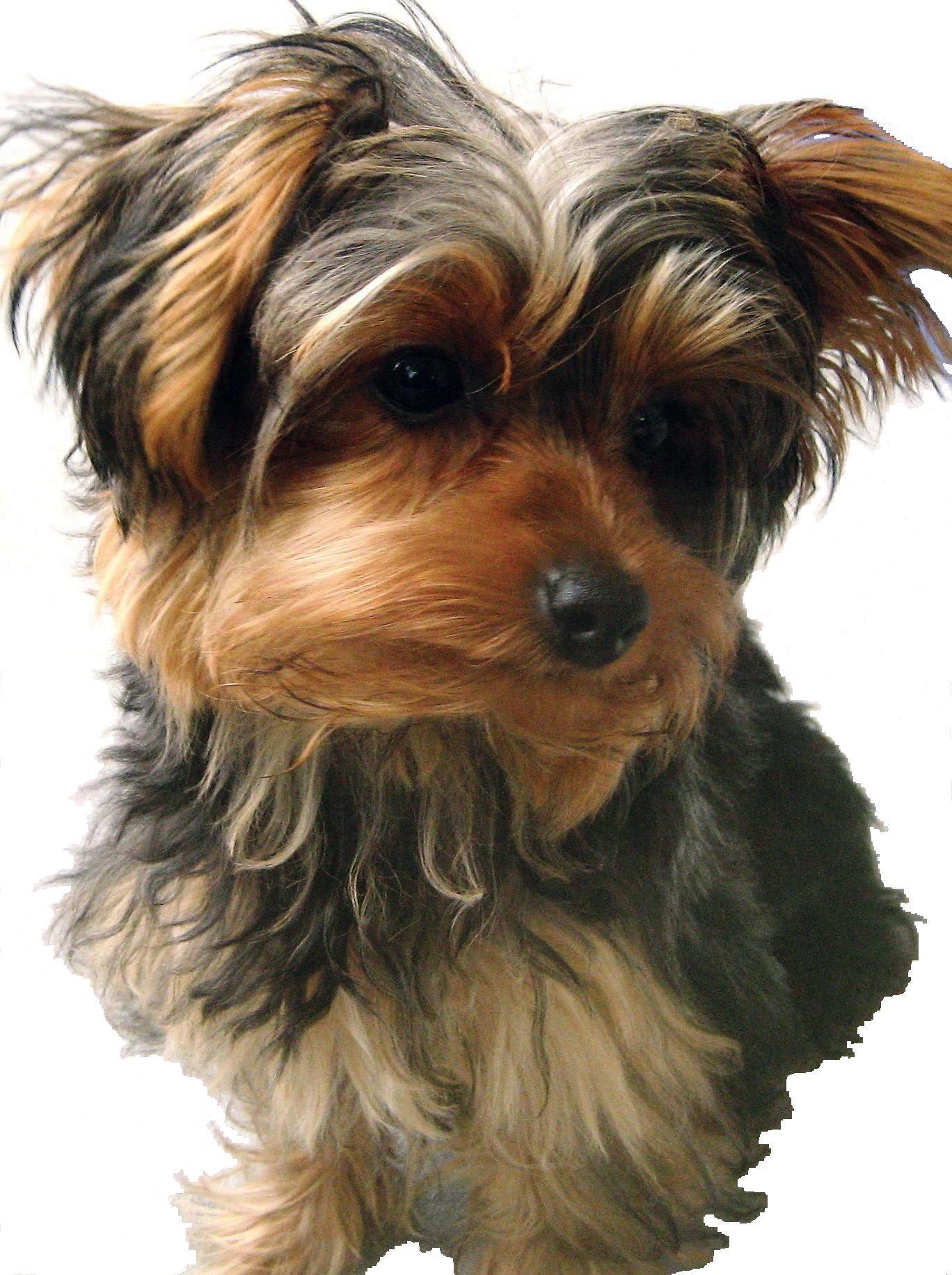 Dog Breed Behaviors Traits The Yorkshire Terrier
