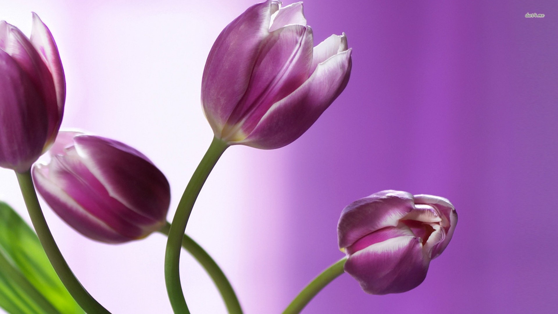 Wallpaper Share Nexus Graphics Black Tulips Purple