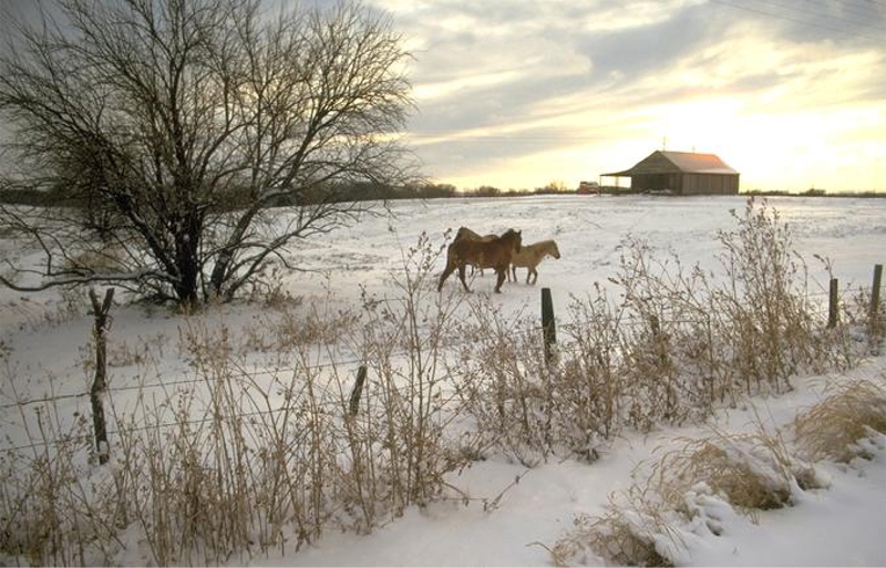 Horse Farm in Winter Wallpaper Product Reviews and Buying Guides