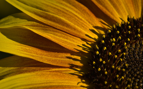 sunflower   desktop background wallpaper Flickr   Photo Sharing 500x313