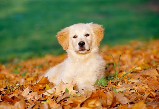 Puppy And Autumn Leaves Widescreen Beautiful Desktop Wallpaper