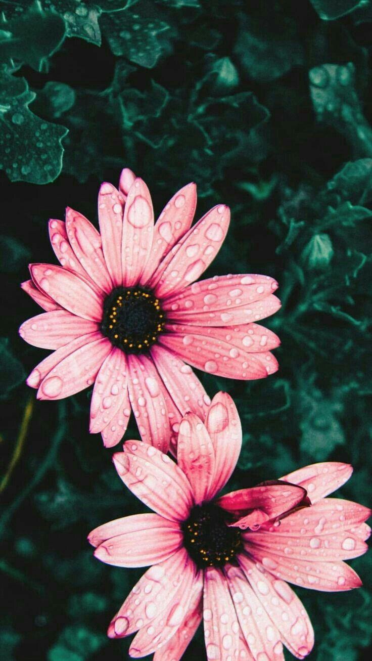 Flowers Sunflower Wallpaper Nature Beautiful