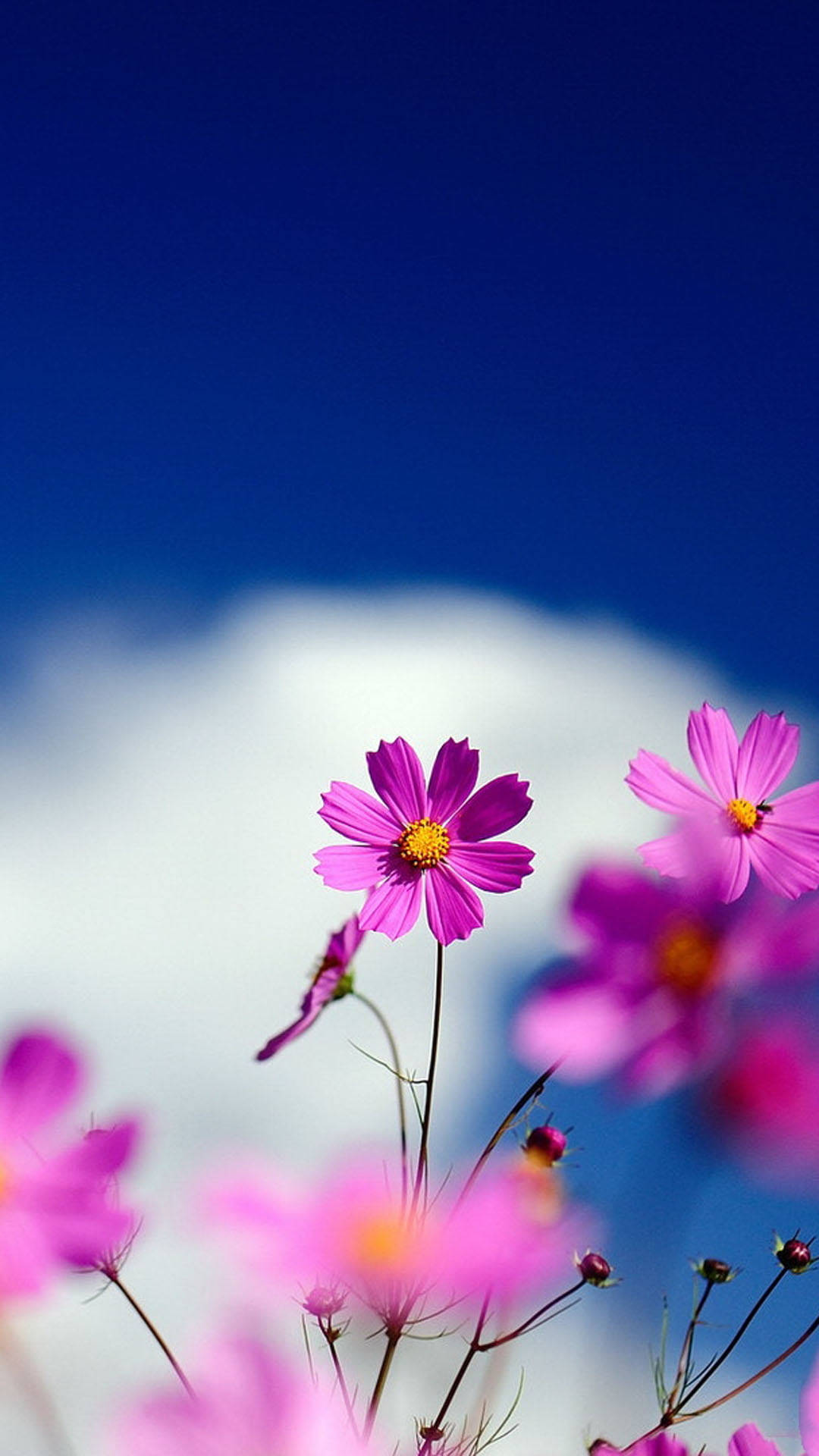 Flower Aesthetic Wallpaper