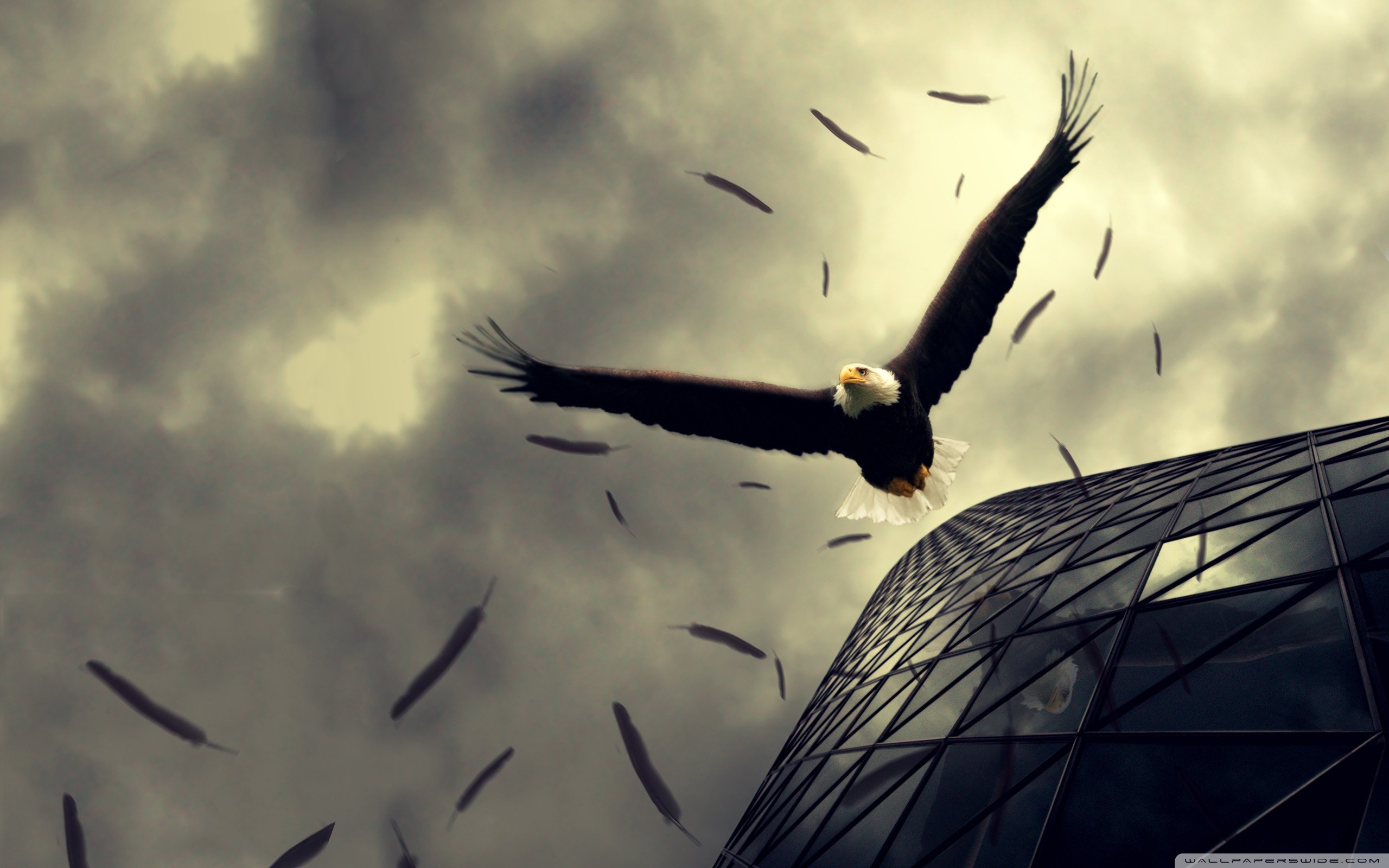 Flying HD Wallpaper