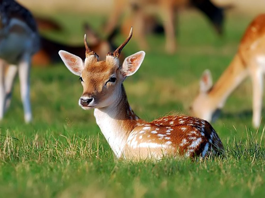 Baby Deer Wallpaper Picture One HD Pictures Background