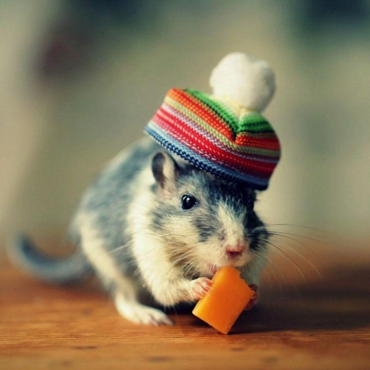 Mouse Cheese Hat Funny iPad Wallpaper Deadly Animals Hamster