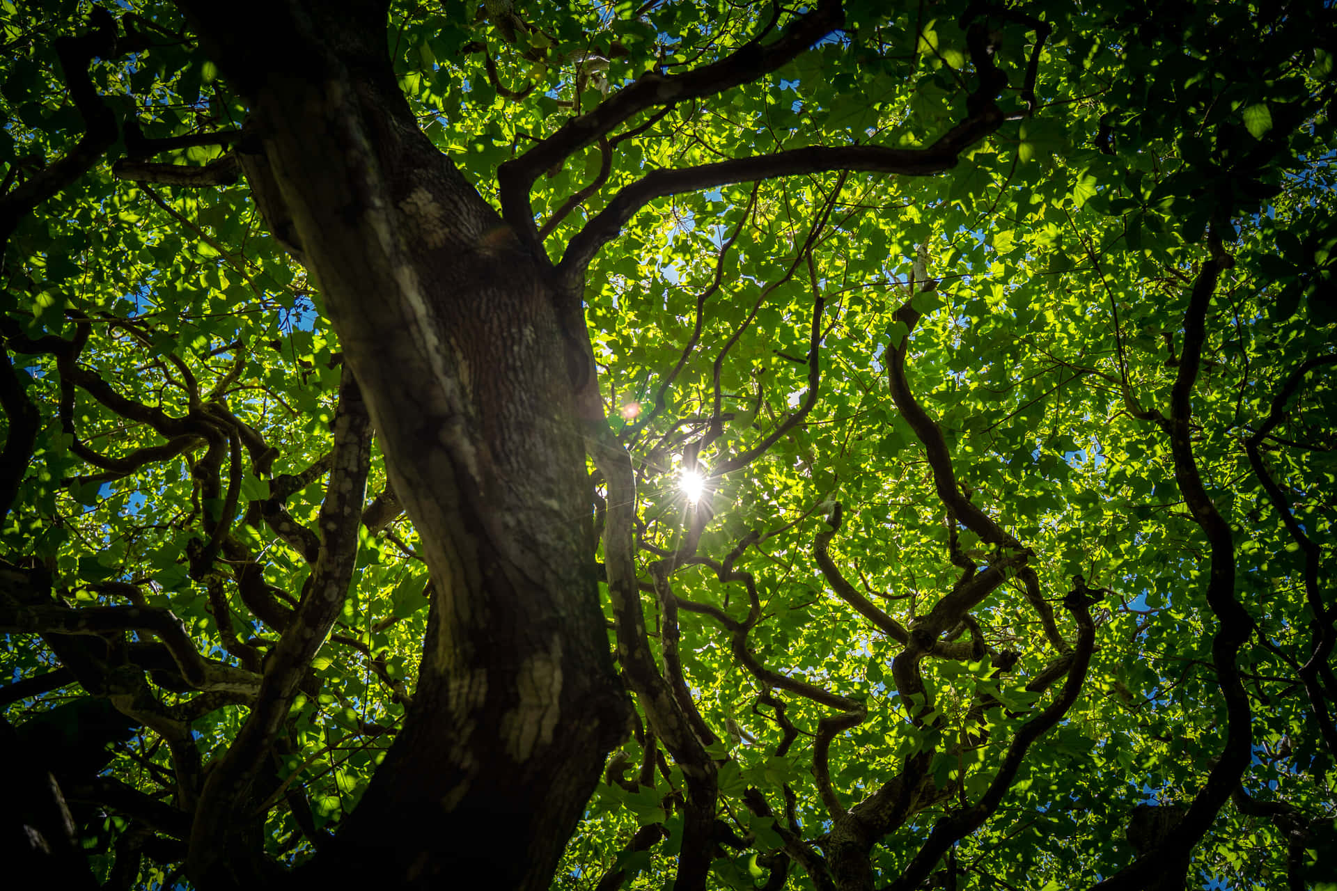 Green Tree Wallpaper