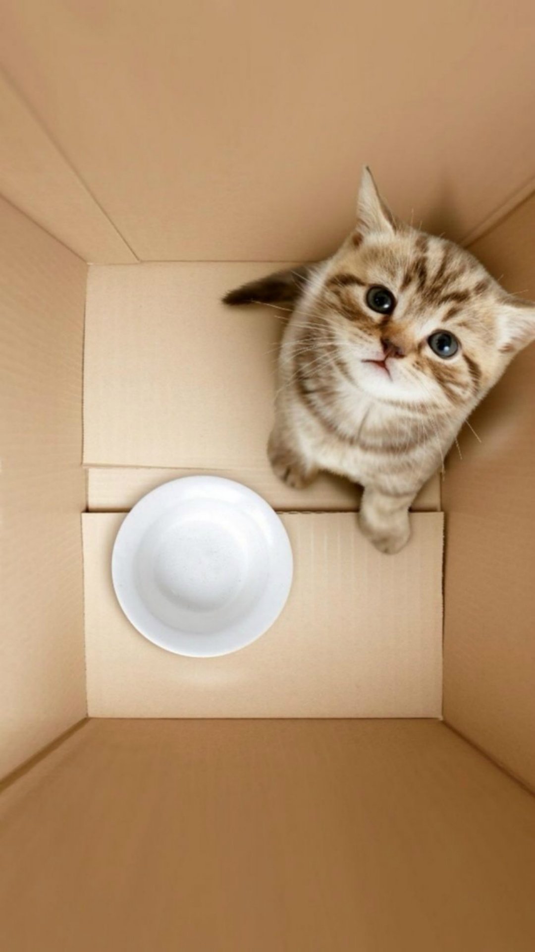 Cute Animals iPhone Wallpaper You Would Love To