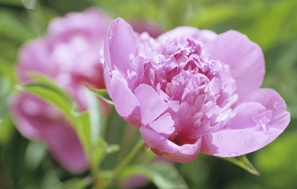 Wallpaper Peony Flower Bud Petals Pink Dew Drops Macro