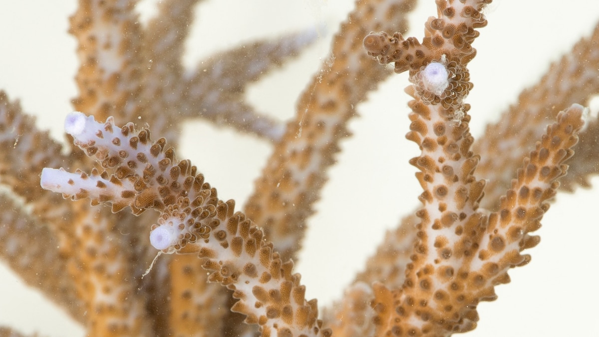 Staghorn Coral Facts And Photos Wallpaper