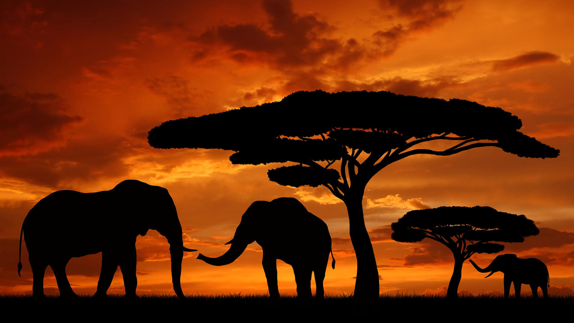 Africa Silhouettes Elephants Wallpaper