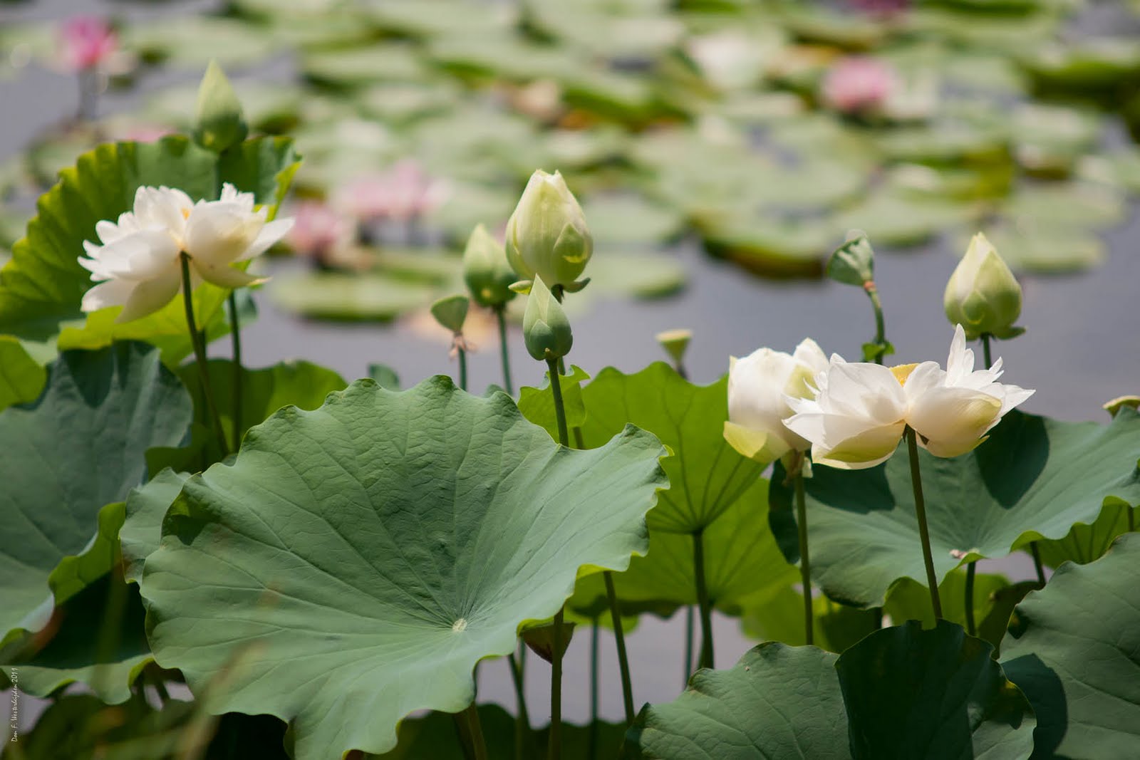 Pin Lotus Garden Wallpaper Pictures