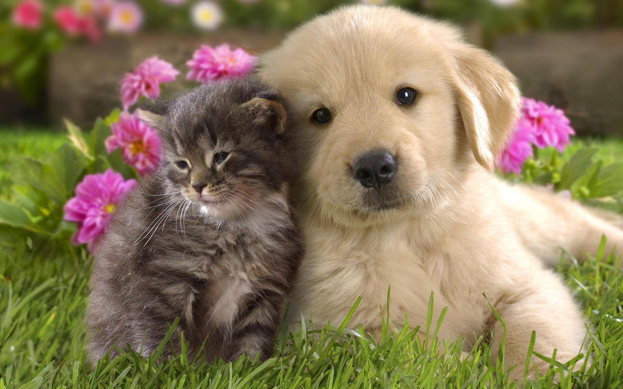 Kitten Cat Rubbing Up Against A Golden Retriever Puppy Dog In Grass