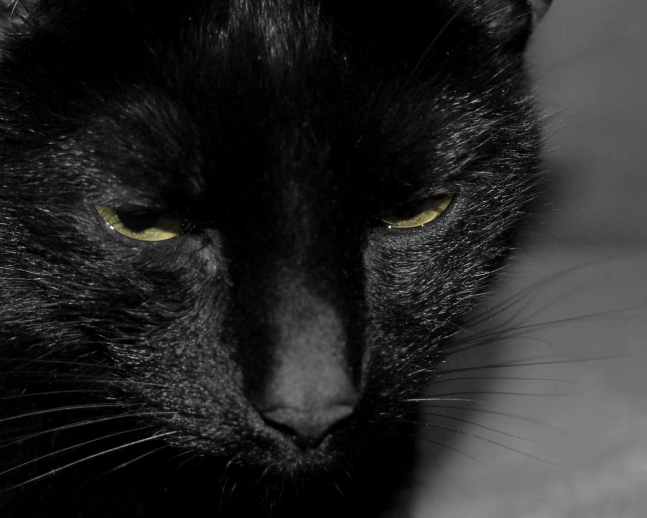 Tired Black Cat By Solania Desktop Wallpaper