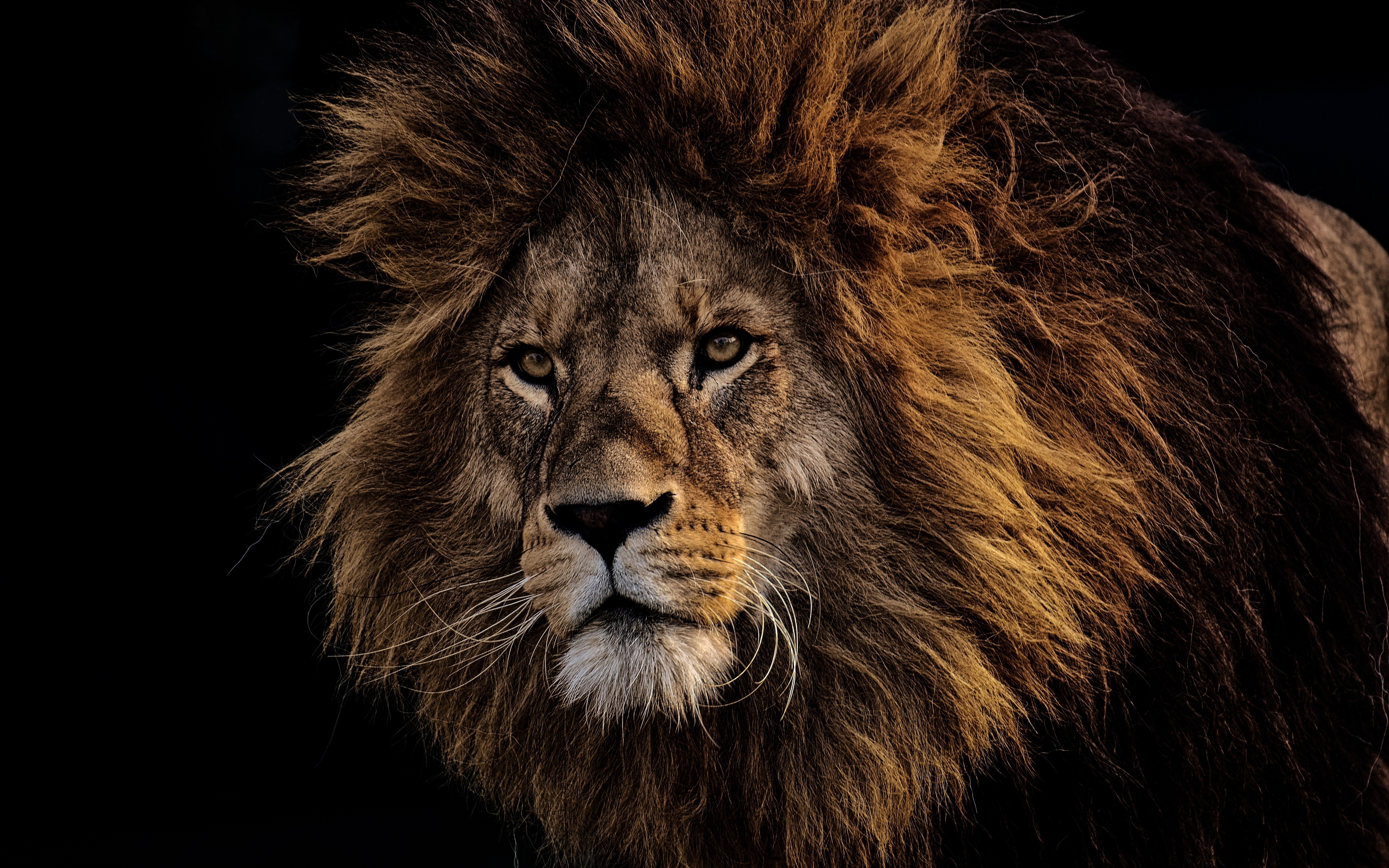 Wallpaper Lion Mane Predator King Of Beasts