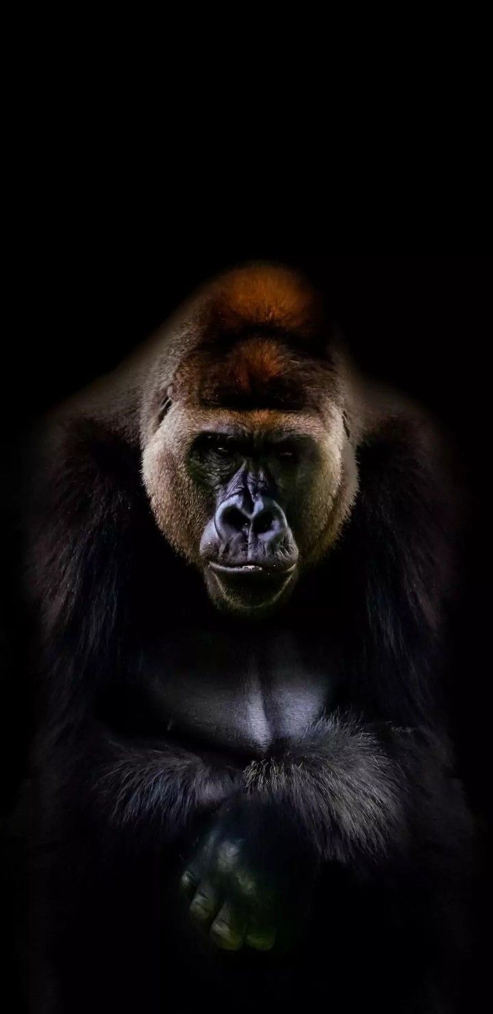 harambe gorilla background
