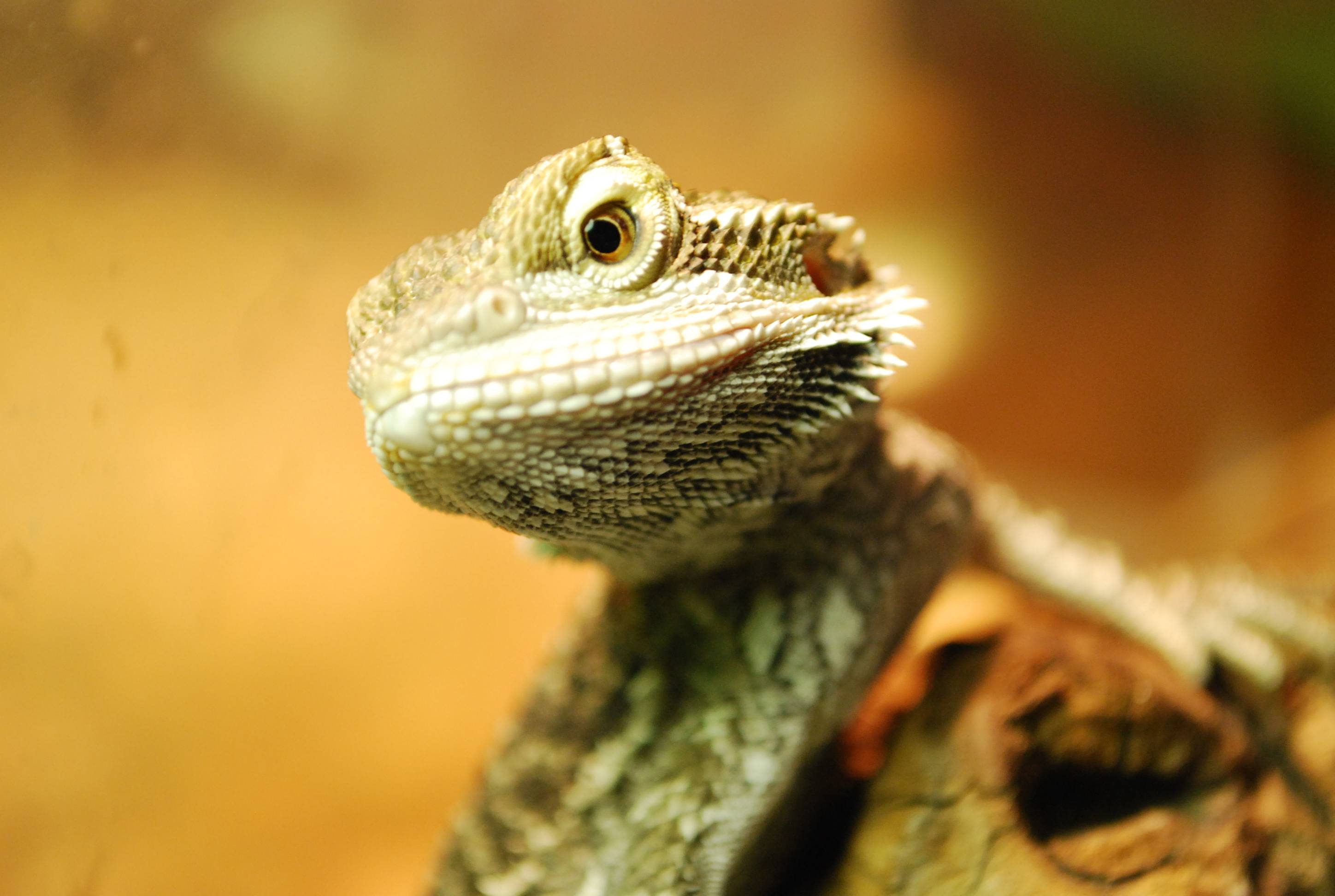 Bearded Dragon Wallpaper