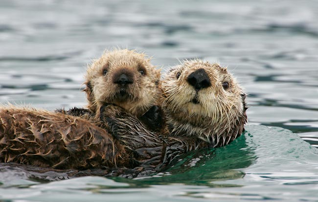 Give A Squee For Sea Otters Anthropometaphors