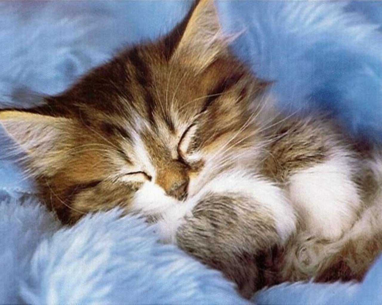 Cozy Kitten Wallpaper