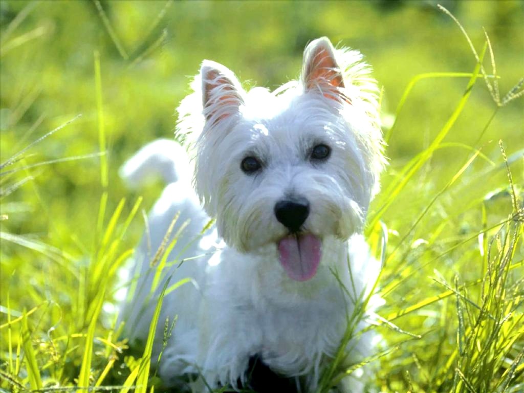 West Highland White Terrier With Ball Photo And Wallpaper Beautiful