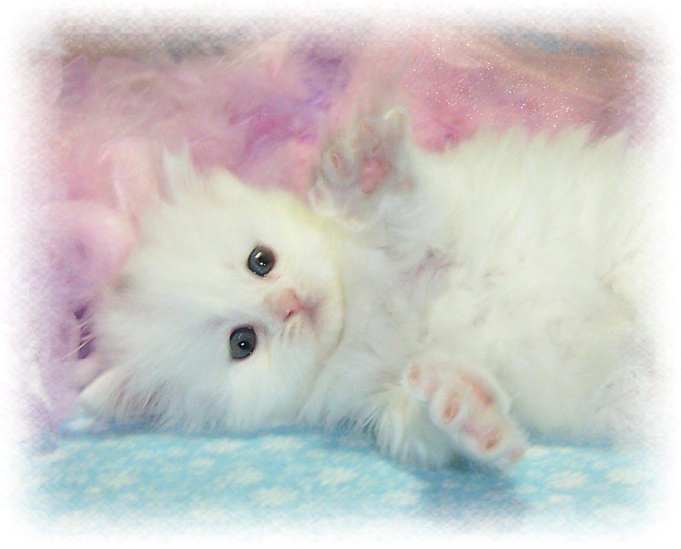 Wallpaper White Kitten