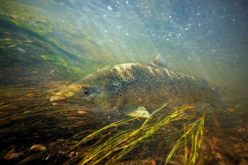 Beautiful Trout Stream Underwater Fly Fishing Photography