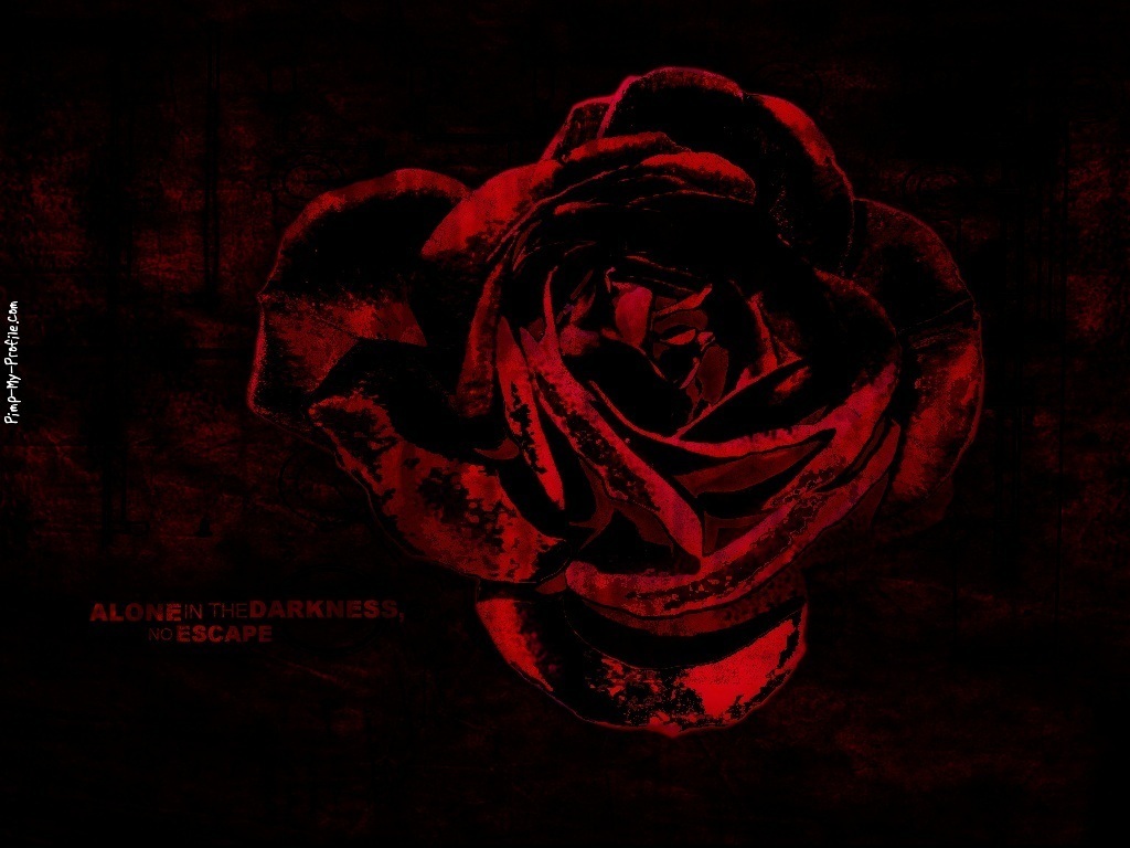Displaying Image For Bloody Black Rose Wallpaper