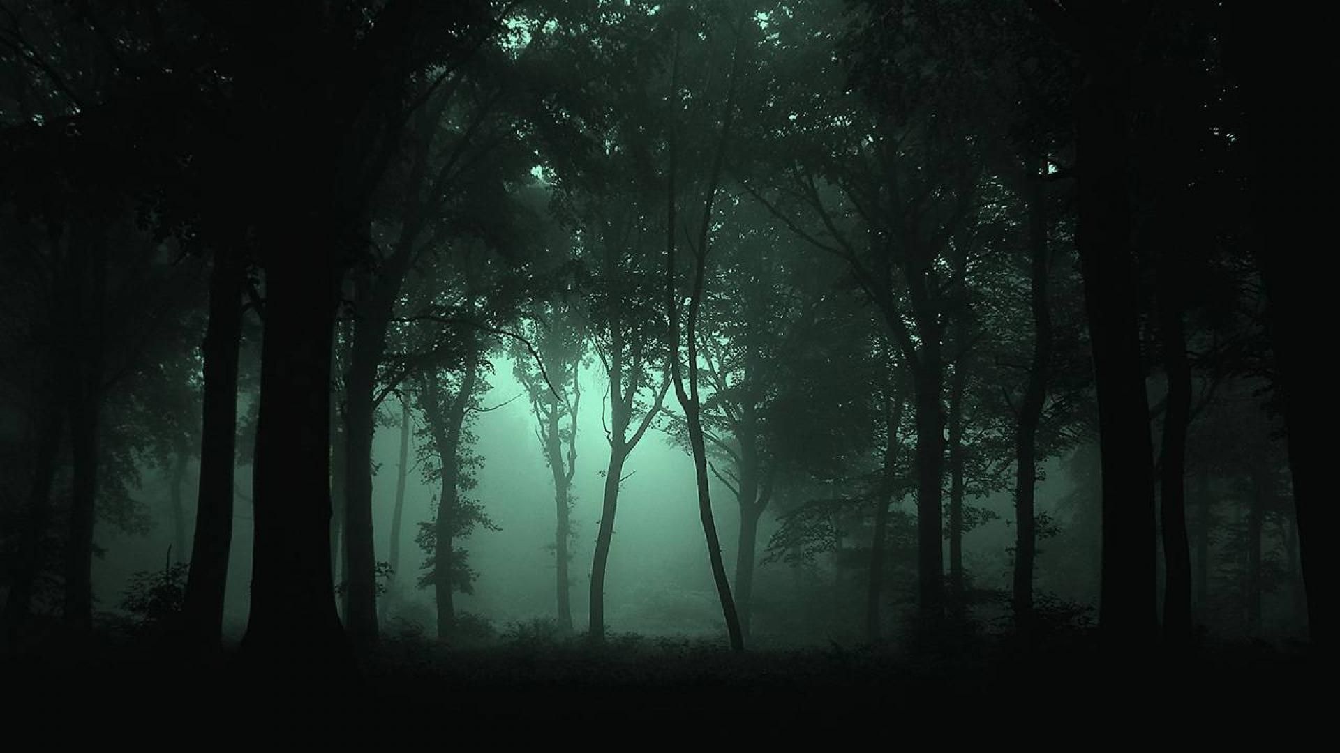 Dark Forest Wallpapers High Resolution Background 1 HD Wallpapers