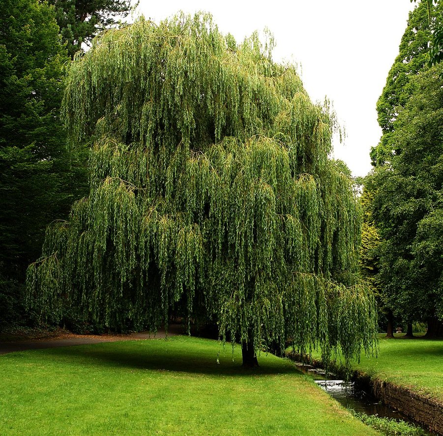 Weeping Willow By Awjay