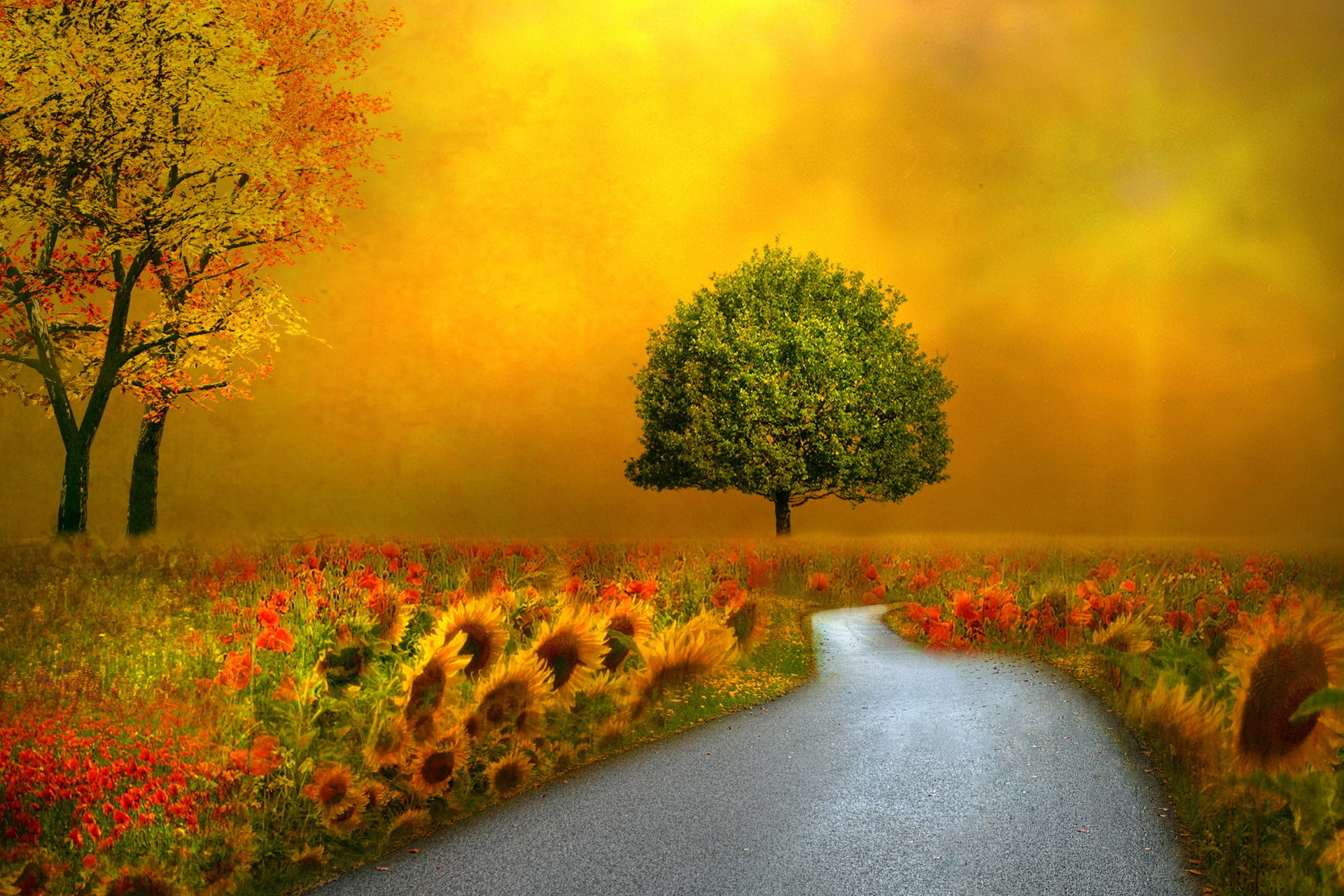 Nature Autumn Fall Seasons Flowers Roads Pathways Wallpaper Background