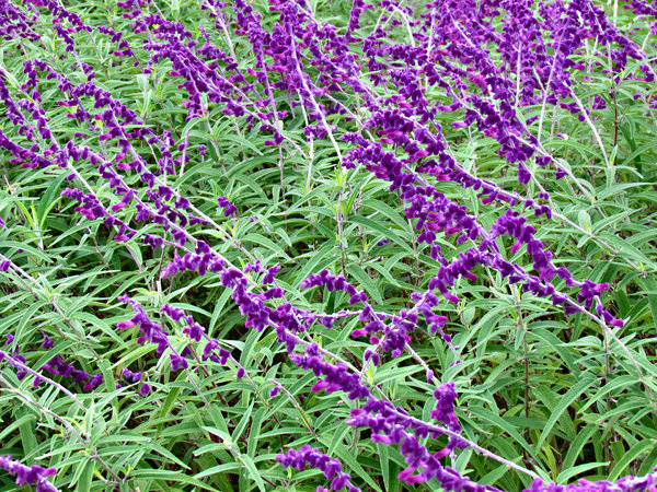 Furry Purple Patch Vibrant Flowers