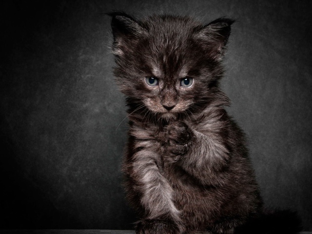 Angry Black Cat Wallpaper And Image Pictures Photos