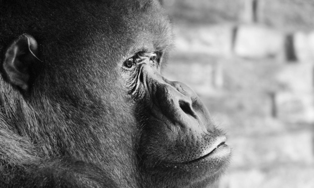 Gorilla Ape Monkey Face Monochrome Wallpaper